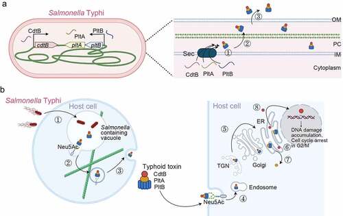 Figure 4. Typhoid toxin production, assembly, trafficking, and intoxication. (a) Typhoid toxin production, assembly, and secretion from S. Typhi. cdtB is transcribed from one operon, while pltB, pltA (and one additional gene, ttsA) are co-transcribed by another operon. ①, CdtB, PltA, PltB remains unstructured in the bacterial cytoplasm until they are transported into the PC through the Sec secretion pathway. The secreted CdtB, PltA, and PltB are self-assembled into typhoid toxin holotoxin. ②, Typhoid toxin enters the outer periplasm space by the action of the Tsa enzyme that breaks the peptidoglycan. ③, Typhoid toxin finally secretes to the lumen of the SCV. (b) Schematic diagram depicting typhoid toxin expression, assembly, trafficking, and intoxication. The steps involved are: ①, Salmonella invades host cells and forms the Salmonella-containing vacuole (SCV). ②, Salmonella in the SCV expresses and secretes the typhoid toxin under a specific SPI2-T3SS vacuole condition. The secreted typhoid toxin in the SCV binds to Neu5Ac-terminated glycoprotein receptors on the SCV and is sorted into anterograde vesicles. ③, the exocytosis of vesicles carrying typhoid toxin relies on the microtubule-based transport. Finally, typhoid toxin from S. Typhi-infected cells is released into the extracellular environment. ④, Typhoid toxin in the extracellular environment enters the target host cells through receptor-mediated endocytosis. Typhoid toxin utilizes multiantennary N-linked glycan receptors terminated in Neu5Ac. ⑤, the endocytosed typhoid toxin utilizes the retrograde transport pathway to enter the ER. ⑥, Typhoid toxin is disassembled into CdtB and PltA/pltB by a reductase. ⑦, PltA utilizes the ERAD pathway to translocate to the cytoplasm where it plays its ADP-ribosylation enzyme function. ⑧, CdtB utilizes an ERAD or ERAD-related pathway to leave the ER and ultimately be transported to the nucleus, where CdtB plays its genotoxic activity. Created with BioRender.Com.