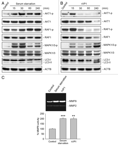 Figure 6. rVP1 increased phosphorylation of MAPK1/3 and MMP9 activity. RAW 264.7 cells were treated with serum starvation or 4 μM rVP1 for 15 to 240 min as indicated. (A and B) Cell lysates were collected and subjected to immunoblot analysis using antibodies against LC3, phosphorylated AKT1 at Ser473, phosphorylated RAF1 at Ser338, phosphorylated MAPK1 (Thr185/Tyr187), phosphorylated MAPK3 (Thr202/Tyr204) and their non-phosphorylation control. ACTB was used as a loading control. Blots are representative of three independent experiments. (C) RAW 264.7 cells were treated with serum starvation or 4 μM rVP1 for 24 h and cell conditioned media were collected. MMP activity was examined by gelatin zymographic analysis. Data represent means ± SEM of three independent experiments; **p < 0.01, ***p < 0.001.