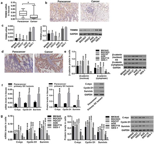 Figure 1. TRIM58 expression is significantly reduced in GC tissues and cell lines Paired cancer and normal tissues of 23 patients were collected. (A) TRIM58 mRNA expression was examined by RT-PCR. (B) TRIM58 in malignant and normal tissues was detected by IHC. (C) mRNA and protein expression of TRIM58 in GC cell lines were examined. (D) β-catenin in cancer and normal tissues was detected by IHC. (E) β-catenin expression (nuclear and cytoplasmic) in GC cell lines was detected. (F-G) mRNA and protein expression of C-myc, Cyclin D1, and survivin in GC tumors and cell lines were detected. *P < .05, **P < .01 and ***P < .001 were compared to Paracancer or GES-1.