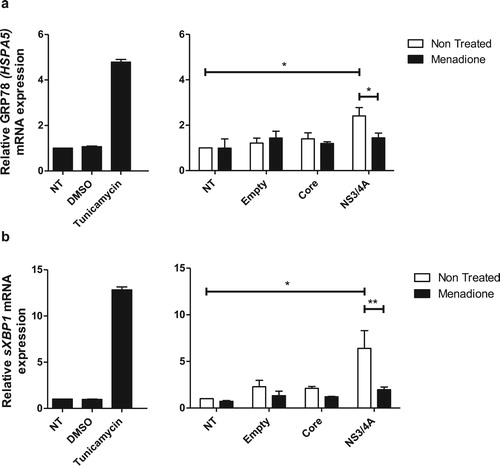 Figure 5. ER stress is reduced in hepatocytes expressing HCV NS3/4A proteins after external oxidative stress induction. ER stress was assessed by determining mRNA expression of the ER stress markers GRP78 (HSPA5) (a) and sXBP1 (b). Tunicamycin was used as a positive control to induce ER stress. Transfection with NS3/4A, but not with empty vector or Core, induced ER stress comparable to the ER stress induced by tunicamycin (5 μg/ml). In our model (menadione treatment), NS3/4A-induced ER stress was significantly reduced (a and b). t test was performed to compare the means of mRNA expression and the asterisks represent the p value: ** < 0.01 and *<0.05. (p value > 0.05). NT = No treated cells. DMSO = Dimethyl sulfoxide.