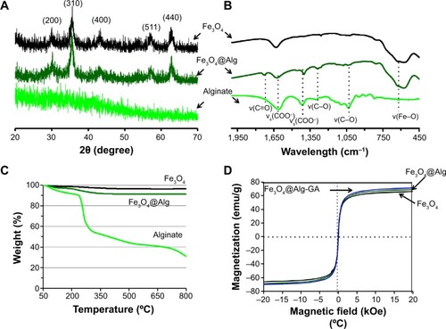 Figure 3 Characterization of alginate polymer, Fe3O4 nanoparticles, and Fe3O4@Alg nanoparticles.Notes: (A) X-ray diffraction pattern, (B) Fourier transform infrared spectra, (C) thermogravimetric analysis profiles, and (D) superconducting quantum interference device measurement.Abbreviations: Fe3O4, iron oxide; Alg, alginate.