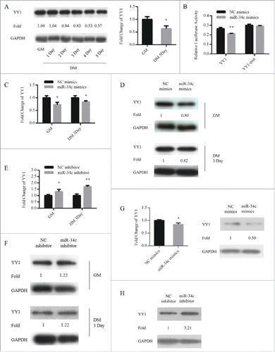 Figure 5. YY1 is a direct target of miR-34c. (A) The protein (left) and mRNA (right) expression of YY1 in proliferating and differentiated C2C12 myoblasts. (B) 293T cells were transfected with YY1 3′-UTR wild-type or mutant luciferase reporters and co-transfected with miR-34c mimics or negative control (NC) mimics. The relative luciferase activity was evaluated 24 h later. After C2C12 cells were transfected with miR-34c or NC mimics, (C) the levels of YY1 mRNA were assessed by qPCR, (D) and the levels of the YY1 protein were determined by western blotting. After C2C12 cells were transfected with miR-34C or NC inhibitor, (E) the levels of YY1 mRNA were assessed by qPCR, (F) and the levels of YY1 protein were visualized by western blotting. (G) After primary myoblasts cells were transfected with miR-34c or NC mimics, the levels of the YY1 mRNA were determined by qPCR (left) and the levels of the YY1 proteins were visualized by western blotting (right). (H) After primary myoblasts cells were transfected with miR-34c or NC inhibitor, the levels of the YY1 proteins were visualized by western blotting. All of the results are expressed as the mean ± SD *P < 0.05; **P < 0.01.