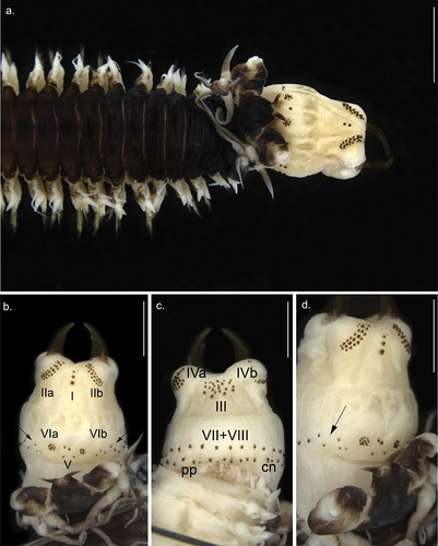 Figure 2. Anterior view of Alitta yarae sp. nov. (a) paratype (MNRJP 007662): anterior end, dorsal view. (b–d) Holotype (MNRJP 007659): (b) dorsal view, (c) ventral view, (d) lateral view. Arrows point to fleshy pads between areas VI and VII–VIII bearing paragnaths. Scale bars: A = 2 mm; B–D = 1 mm. cn, conical paragnath, pp, pyramidal paragnath.
