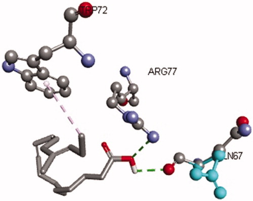 Figure 9. Interaction of GLA with active site residues of the RAGE receptor. The figure depicts hydrogen bonding (green dotted lines) of GLA with Arg77, and Gln67 residues and hydrophobic interaction (grey dotted lines) with Try72 of the binding site of RAGE.