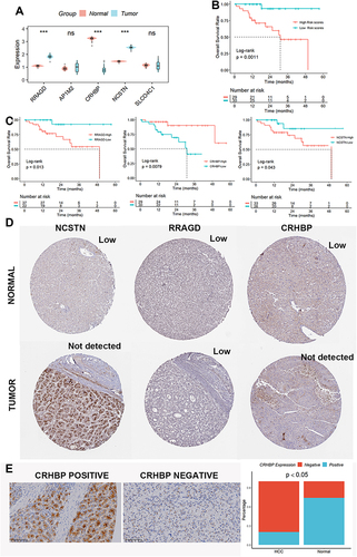 Figure 8 Expression levels of RRAGD, AP1M2, CRHBP, NCSTN, and SLCO4C1 in HCC. (A) mRNA levels of the five lysosome-related genes. (B) The survival rate of patients with higher risk scores was lower than that of patients with lower risk scores when the expression of the three genes was substituted into the method to compute the risk score. (C) There were noticeable variations in survival rates among HCC patients with various RRAGD, CRHBP, and NCSTN expression levels. (D) The protein expression of RRAGD, CRHBP, and NCSTN in normal and HCC tissues was explored in the HPA database. (E) The protein level of CRHBP was down-regulated in HCC tissues compared to normal tissues by the IHC assay. ns, not significant; ***p < 0.001.