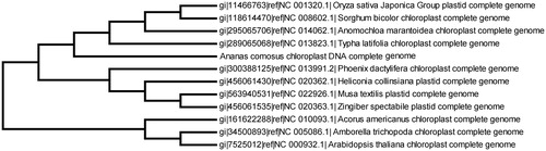 Figure 1. Phylogenetic tree of 12 complete chloroplast sequences including the newly sequenced A. comosus chloroplast with Arabidopsis thaliana and Anomochloa marantoidea as outgroups. All the nodes were supported with 100% bootstraps.