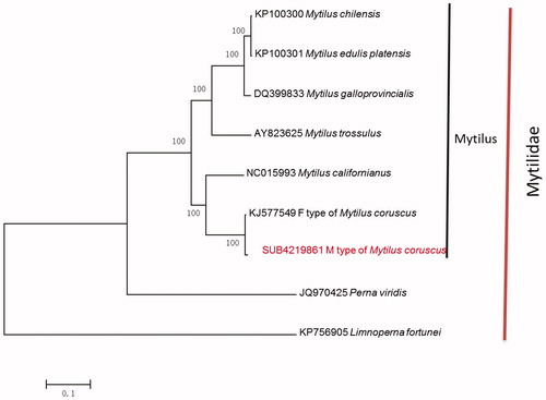 Figure 1. Phylogenetic tree derived from NJ based on concatenated nucleotide sequences of twelve PCGs.