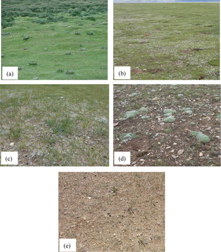 Figure 2. Examples of alpine grasses in the Tibetan Plateau: marsh meadow (a), dryland meadow (b), semi-arid steppe (c), arid steppe (d), and desert grasses (e).