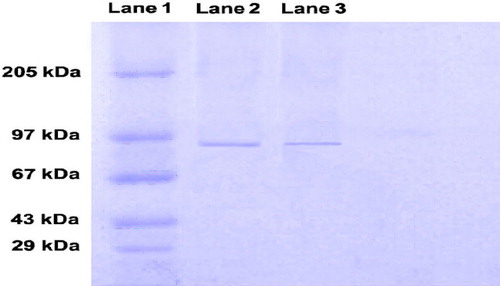 Figure 4. SDS–PAGE Analysis. SDS–PAGE showing stability of antigen isolated from particulate formulation. Lane 1: Marker proteins (205-kDa myosin, rabbit muscle; 97-kDa phosphorylase B; 67-kDa BSA; 43-kDa ovalbumin; and 29-kDa carbonic anhydrase); Lane 2: native rPA (83 kDa); and Lane 3: rPA isolated from A-CHMps (83 kDa).