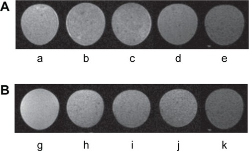 Figure 5 MRI of MDA-MB-231 tumor cells incubated with M-HFn nanoparticles.Notes: (A) Evaluation of the efficiency of M-HFn nanoparticles in detecting MDA-MB-231 tumor cells by MRI. T2-weighted MR images of (a) tumor cell-only, and tumor cells incubated with (b) M-HFn1000, (c) M-HFn3000, (d) M-HFn5000, and (e) M-HFn7000. T2 values are 122.5±0.7 ms, 110.9±1.5 ms, 99.1±1.9 ms, 90.0±3.1 ms, and 81.2±2.6 ms (P<0.05, n=3). (B) T2-weighted MR images of tumor cells of different concentrations incubated with M-HFn7000 nanoparticles: (g) 0 cells mL−1, (h) 1×104 cells mL−1, (i) 1×105 cells mL−1, (j) 2×105 cells mL−1, and (k) 3×105 cells mL−1. T2 values are 140.4±3.7 ms, 103.2±0.4 ms, 93.2±0.8 ms, 88.8±0.8 ms, and 81.2±2.6 ms (P<0.05, n=3).Abbreviation: M-HFn, ferrimagnetic H-ferritin; MR, magnetic resonance; MRI, magnetic resonance imaging.