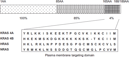 Figure 1. RAS family polypeptide sequence similarities. Chart comparing the amino acid (AA) sequence homologies between the 4 human RAS family proteins: KRAS 4A, KRAS 4B, HRAS and NRAS. RAS protein amino acid sequences are 100% identical for the first 85 amino acids, whereas they show 85% similarity from amino acid position 85 to position 165. The hypervariable region, from amino acid position 165 to the C-terminus (position 188 or 189) displays only 4% similarity and this reflects the differences in the plasma membrane targeting domain, which is shown in detail and ends with the CAAX box (see text for further description).