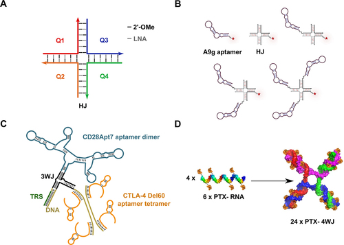 Figure 6. RNA NPs for molecular imaging of tumours and delivery of chemotherapeutic drugs. A) Andersen et al.’s design of a self-assembled, modular, fully modified HJ-like structure for the conjugation of up to four molecules, among ligands, drugs, and tracers [Citation182]. B) The following year, Omer et al. functionalized the HJ with up to three A9g anti-PSMA aptamers for improved multivalent targeted imaging of PSMA-positive tumor xenografts [Citation162]. C) In combination with anti-CD3 antibody co-stimulation, the self-assembled X-polymer, displaying a CD28Apt7 dimer and a Del60 tetramer, recognizing CD28 and CTLA-4 respectively, was designed by Bai et al. to activate T-cells and direct their action towards cancer cells elimination [Citation183]. D) Guo et al. implemented the RNA 4WJ to increase the solubility of the chemotherapeutic PTX by chemically conjugating a total of 24 PTX molecules to the four arms of the RN [Citation184]. Figures are adapted from the cited articles.