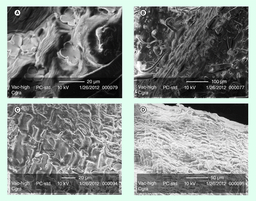 Figure 9.  Scanning electron microscopy images. (A) Native corn stover at 700× magnification and (B) native corn stover at 100× magnification; (C) pelleted corn stover at 700× magnification and (D) pelleted corn stover at 440× magnification.