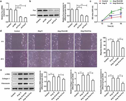 Figure 2. Fus knockdown inhibits AngII-induced proliferation, migration and collagen synthesis of cardiac fibroblasts. (a and b), the mRNA (a) and protein (b) expressions of Fus in control mouse cardiac fibroblasts and cells that transfected with indicated shRNAs. ***P < 0.001. (c–e), mouse cardiac fibroblasts that silenced with Fus or not were stimulated with 1 μM AngII for 12 h, then (c) the cell viability was measured by CCK-8 assay, ***P < 0.001 vs Control, ###P < 0.001 vs AngII + sh-NC; (d) cell migration was detected by wound healing assay; (e) the protein expression of α-SMA, collagen 1 and fibronectin was assessed by western blot. *P < 0.05 and ***P < 0.001