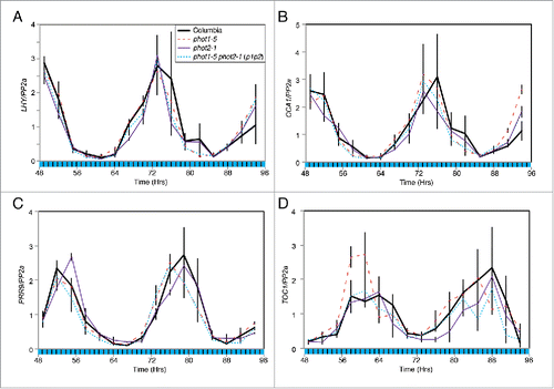 Figure 2. Accumulation of circadian clock-regulated transcripts under fluctuating blue light. Transcript accumulation in wild type (Columbia, solid black), phot1-5 (dashed red), phot2-1 (purple) and phot1-5 phot2-1 (p1p2, dotted blue) mutants was compared using qRT-PCR. Levels of LHY (A), CCA1 (B), PRR9 (C) and TOC1 (D) mRNA were assessed. Plants were entrained to 12:12 LD cycles for 12 d on ½ MS media before being moved to 50 μmol m−2 s−1 blue light interspersed with 10 minute dark intervals every hour. Data for each transcript were compared with an internal control (PP2a) before being normalized to the peak of wild-type accumulation. Data are the average of 3 biological replicates, error bars show standard error of the mean. Black bars indicate periods of darkness during harvesting schedule.