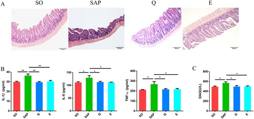 Figure 2. Both Qingyi granules and emodin alleviated intestinal damage and reduced serum inflammatory factors in SAP rats. (A) Histological observation of the intestine (HE, ×100) among the four groups. (B) IL-1β, IL-6 and TNF-α levels in the serum among the four groups. (C) Diamineoxidase levels in the serum among the four groups. SO, sham operation group; SAP, severe acute pancreatitis; Q, Qingyi granules; E, emodin. *p < 0.05; **p < 0.01.