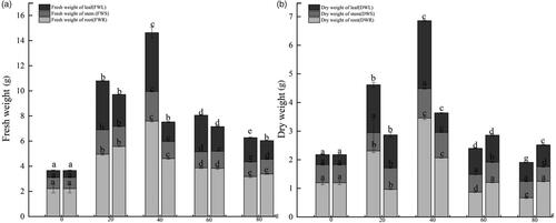 Figure 4. Changes in component water content in different treatments of Cinnamomum migao seedlings after 15 days of drought. Left columns represent Glomus lamellosum, and right columns represent Glomus etunicatum. (a) Proportion of fresh weight in different parts of C. migao seedlings, (b) Proportion of dry weight in different parts of C. migao seedlings. Different lowercase letters indicate significant difference (p < 0.05).