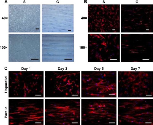 Figure 3 Cell morphology on nanoscaled and microscaled topographical surface. hASCs exhibited elongated cell shape on microgrooved surface (G) and spread cell shape on smooth membrane (S) when observed under phase contrast microscope (A) and fluorescence microscope with actin-staining (B) on day 3 postseeding (40× and 100×, bar =150 µm). Similarly, hASCs also exhibited elongated cell shape on parallel electrospun nanofibers (parallel) and spread cell shape on random electrospun nanofibers (unparallel) when observed under fluorescence microscope with actin staining (C) at various time points (100×, bar =100 µm).Abbreviation: hASCs, human adipose-derived stem cells.