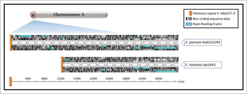 Figure 1. Subtelomeric sequence data alignment at the 5′-end of chromosome 5 reveals significant sequence incongruence between C. hominis and C. parvum. Subtelomeric sequence data extending <30,000bp inwards from the 5′-telomeric end of chromosome 5 was extracted from newly-sequenced whole genome sequences for C. parvum subtype IIaA15G2R1 (UKP6) and C. hominis subtype IaA14R3 (UKH4). Sequences were aligned and compared using the Artemis Comparison Tool (ACT).Citation16 Orthologous coding sequences were independently validated through The European Molecular Biology Open Software Suite (EMBOSS) Stretcher pairwise sequence alignment of nucleotide ORFs.Citation18