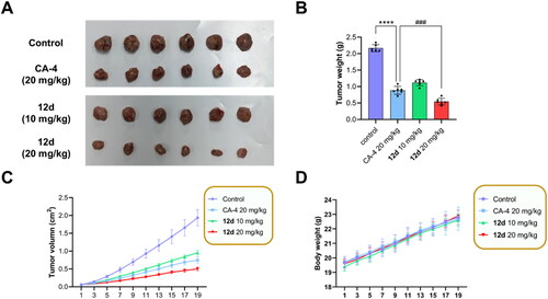 Figure 10. Antitumor activity of compound 12d in H22 allograft mice model. (A) Tumours in each of group vehicle, compound 12d (10 or 20 mg/kg/day, i.v.), and CA-4 (20 mg/kg/day, i.v.) were shown. (B) Individual tumour weights were measured after treatment for three weeks. Error bars indicated SD of three independent experiments. ****p < 0.0001 vs control group, ###p < 0.001 vs CA-4 (20 mg/kg) group. (C) Tumour volumes and (D) mouse body weights were measured every other day for three weeks. Error bars indicated SD of three independent experiments.