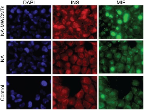 Figure 4 Immunocytochemical localization of MIF and insulin in 1.4E7 insulin-producing cells.Notes: 1.4E7 cells were stained with DAPI, and anti-insulin and anti-MIF antibodies and further analyzed by immunofluorescence (Texas Red® anti-insulin antibody and Alexa Fluor® 488 anti-MIF antibody). Insulin staining is red, MIF staining is green. Fluorescence images were obtained using an Olympus FSX 100 fluorescence inverted microscope (×60).Abbreviations: NA, nicotinamide; MWCNTs, multiwalled carbon nanotubes; DAPI, 4′,6-diamidino-2-phenylindole; INS, insulin.