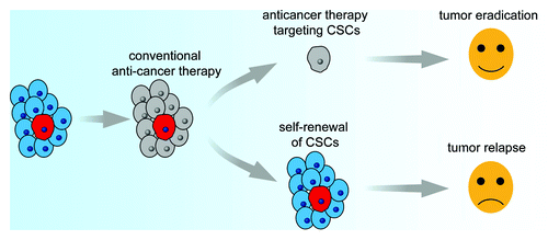 Figure 1. Anti-cancer therapy may consist of two steps, the first step for killing rapidly proliferating bulk cancer cells, which are sensitive to chemotherapy and radiotherapy, the second step for targeting CSCs in a resting state, which are resistant to conventional anticancer therapies. After these two steps, all cancer cells will be eradicated.