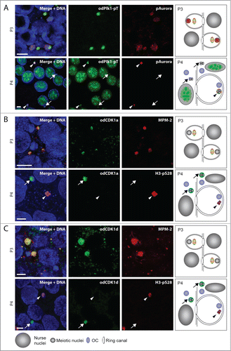Figure 4. Localization of cell cycle kinases within the P3 and P4 coenocyst. (A) Phospho-Plk1 and phospho-Aurora localized to OCs juxtaposed to meiotic nuclei in P3. Active Aurora kinase was also present in meiotic nuclei at this stage. In P4, active Plk1 translocated only to meiotic nuclei (arrowheads) that had been selected (H3-pS28 positive; see P4 panels in (B and C) and Fig. S2A) to populate growing oocytes. It was not present on non-selected meiotic nuclei (arrows) and was no longer present on OCs. During this stage, active Aurora kinase was retained only in meiotic nuclei that had been selected to populate growing oocytes, and was no longer present on OCs or on unselected meiotic nuclei. At the P4 stage, chromatin in all meiotic nuclei had attained the more condensed π−configuration.Citation6,7,28 B) O. dioica CDK1a localized to MPM-2 stained OCs juxtaposed to meiotic nuclei in P3. In P4, odCDK1a was no longer observed at OCs. Instead, it was present on meiotic nuclei which did not retain H3-pS28 staining (arrows) and had not been selected to populate growing oocytes. (C) O. dioica CDK1d exhibited the same spatiotemporal P3 to P4 dynamics as od CDK1a. Schemas in the right column of panels summarize the results in the corresponding rows. Coloring of epitopes in the schemas corresponds to that given in the labels at the left side of each row of images. Scale bars = 5 μm.
