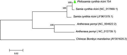 Figure 1. (A) maximum-likelihood tree illustrating the phylogenetic position of Philosamia cynthia ricini 754 among other species. The Maximum-likelihood analysis was conducted using the complete mitogenomes, and numbers at each node are bootstrap probabilities by 1000 replications shown only when they are 50% or larger. GenBank accession numbers of mitogenomic sequences for each taxon are shown.