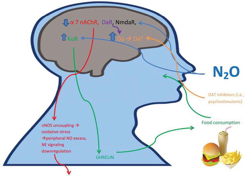 Figure 1. Inhalational exposure to air pollutants like nitrous oxide (N2O) may spur alterations in opioidergic, glutamatergic, dopaminergic, and cholinergic activity, heightening parasympathetic dominance and reducing sympathetic activity, rendering susceptibility to cognitive deficits characteristic of ADHD and adverse metabolic effects, like obesity. α7nAChR: alpha 7 nicotinic acetylcholine receptor; DaR: dopamine receptor; NmdaR: NMDA receptor; Da: dopamine; DaT: dopamine transporter; KoR: kappa-opioid receptor; nNOS: neuronal nitric oxide synthase; NE: norepinephrine; N2O: nitrous oxide.