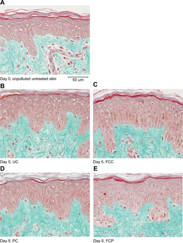 Figure 1 Viability study: general morphology at day 0 and day 5 in all sample groups.