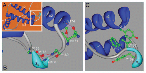 Figure 2 The “hydrophobic staple” in rabbit PrP. (A) 3-dimension structure of rabbit PrP as predicted by X-ray crystallography. The three α helices (α1–3, blue) are indicated. The area inside the white box is shown in more detail in (B and C). (B) Local hydrophilic interactions stabilize the β2-α2 loop and α2. Hydrogen bonds between backbone carbonyls of P165 and V166 and the amides of Q168 and Y169 to form a 310-helix (cyan) that forms a key turn in the loop. A double hydrogen bond between N171 and S174 (unique to rabbit) forms the helix-capping motif. (C) A hydrophobic pocket brings together the loop, α2 and α3, strengthening the helix-capping motif. The figure was created with Protein Workshop 3.9,Citation23 in the Protein Data Bank (pdb.org/pdb/home/home.do) from PDB ID: 3079.Citation12