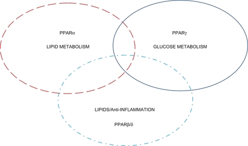 Figure 2 Peroxisome proliferative activated receptors (PPARs) clinical overview. This figure shows the overlapping activity of the PPARs. Clinically the current glucose-lowering agents and insulin sensitizers are PPARγ. PPARα compounds are primarily fibrates that reduce triglyceride levels and increase high-density lipoprotein cholesterol. PPARβ/δ is still experimental.