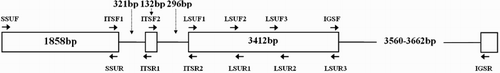 Figure 2. Schematic diagrams of the primers used in this study.