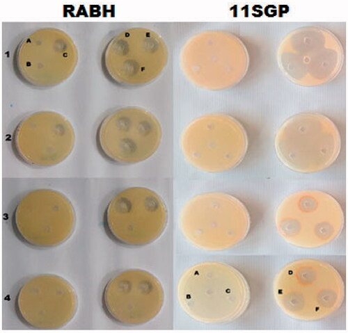 Figure 6. Diameter of inhibition zones (DIZ) in tested G + and G − bacteria, i.e. 1) Bacillus cereus; 2) Staphylococcus pyogenes; 3) Escherichia coli; 4) Acinetobacter baumannii affected by Alcalase-red kidney bean hydrolysate (RBAH) and 11S pea globulin (11SGP), A-F, Alcalase-red kidney bean hydrolysate (RBAH) and 11S pea globulin (11SGP) concentration (25, 50, 100, 200, 400 and 800 µg/mL).