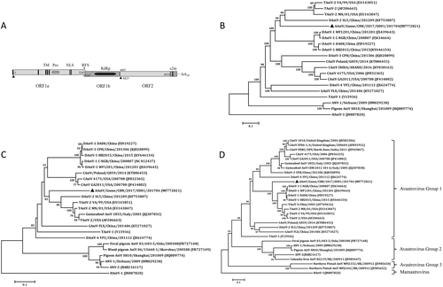 Fig. 4 Genomic and phylogenetic analysis of goose astrovirus.a Predicted genome organization of goose astrovirus AAstV/Goose/CHN/2017/SD01. The translation start sites of two ORFs are indicated by black triangles. b Phylogenetic relationship analysis based on the nucleotide sequences of the complete genome. c Phylogenetic relationship analysis based on the amino acid sequences of ORF1b and ORF2 (d). Human astrovirus (HAstV-1) was used as an outgroup. The trees were generated using MEGA 7.0 software and the Neighbor-joining method with 1000 bootstrap replicates. GenBank accession numbers of the sequences are indicated in parentheses. The AAstV/Goose/CHN/2017/SD01 isolate determined in this work is indicated by a black triangle