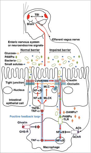 Figure 1. A model describing how TBI might increase intestinal permeability in humans. A detailed description of the model is presented in the text. Discontinuous lines for Claudin and Occludin indicate a molecular change that results in increased tight junction permeability. An Occludin-containing endosome is indicated by the cytoplasmic circle. Red spots in the brain indicate injuries, and the associated double-headed arrow indicates movement of the brain due to impact of the head with a solid object. The question mark after “DAMPs” indicates that the relative roles of PAMPs and DAMPs in this mechanism is not known.