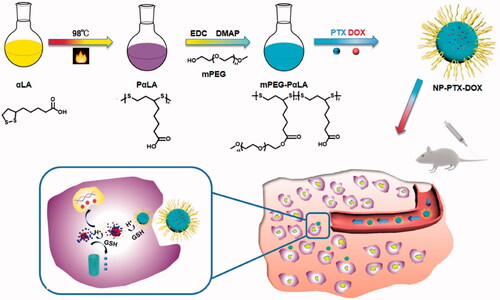 Scheme 1. Schematic illustration of the synthesis of mPEG-PαLA, the preparation and in vivo delivery of NP-PTX-DOX nanoparticles and the reduction/pH dual responsive intracellular release of PTX and DOX for combination cancer therapy.