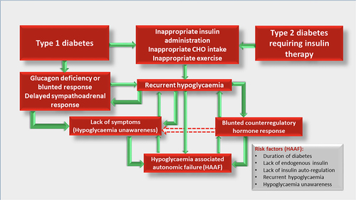 Figure 2 The vicious cycle of recurrent hypoglycaemia and HAAF.