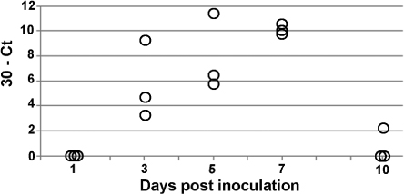 Figure 6. The 30 – Ct values obtained for the tracheal tissues of chickens in group G2. The Ct value indicates at which cycle, during RT-PCR, amplification exceeded a set threshold (Hewson et al., Citation2009). Where values overlapped, horizontal jittering was applied. Each point represents the average 30 – Ct value of the triplicate PCRs performed on each individual tracheal tissue.