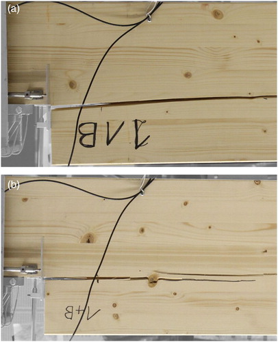 6 Crack path with a clear wood and b a knot in the vicinity of the notch corner from tests on notched glulam beams (Jockwer Citation2014)