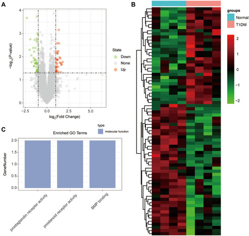 Figure 4 The differentially expressed mRNAs in T1DM and healthy patients. (A) Volcano plot of DEmRNAs between normal and T1DM groups. Red and green indicate up- and downregulation, respectively. (B) Heatmap of DEmRNAs between normal and T1DM groups. Red color represents increased expression, and green color represents decreased expression. The darker the color, the greater the difference in mRNA expression. (C) Enrichment analysis of the DEmRNAs in the category molecular function.