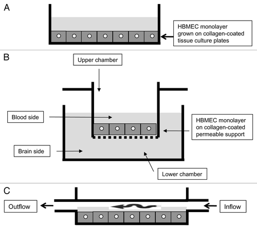 Figure 2. (A) The human BMEC can be grown to confluency in tissue culture plates in large numbers that can be used subsequently for biochemical/molecular studies. (B) BMEC are grown as a monolayer on Transwell inserts. Parasites can be added in the upper chamber (blood-side). After various intervals of time, the contents of the lower chamber (brain-side) can be removed to determine parasite translocation of the blood-brain barrier. (C) BMEC are grown in microslides and parasite interactions can be studied under physiological flow conditions using a peristaltic pump. The microslide is placed under an inverted microscope to observe parasite-host interactions in real time.