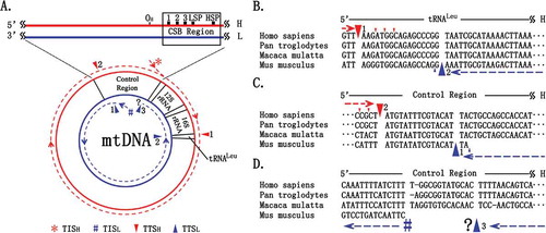 Figure 1. A novel mt transcription model of mammals.TISH and TISL are indicated by # and * respectively. A. Transcripts from the H-strand (dashed lines) are indicated in red colour, whereas transcripts from the L-strand (in dashed lines) are indicated in blue colour. The mammalian reference genomes follow the direction of the H-strand (in red solid line) clockwise. B. Mammalian mt genomes terminate the transcription of the H-strand and the L-strand at TTSH1 or TTSL2, respectively. C. Mammalian mt genomes terminate the transcription of the H-strand and the L-strand at TTSH2 or TTSL1. D. The annotations of TTS H2 and TTSL3 in human, chimpanzee and rhesus macaque were weakly supported, whereas TTSL3 in mouse was not determined. All TTSs have several positions (indicated by triangles) as the last nucleotides for adenylation. Our findings point to the existence of other, as yet undiscovered, TTSs.