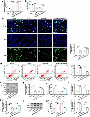 Figure 2. IL-1β-induced inhibition of cell viability and proliferation but promotion of cell apoptosis and inflammation were relieved by circ_0005526 knockdown. CHON-001 cells were treated with control, IL-1β (10 ng/mL), IL-1β+si-NC, or IL-1β+si-circ_0005526. (a) Circ_0005526 level analysis was conducted using RT-qPCR. (b) Cell viability detection was conducted using CCK-8 assay. (c) Cell proliferation examination was conducted using EdU assay. (d) Cell apoptosis evaluation was conducted via flow cytometry. (e-i) PCNA, Cyclin D1, Bax and Bcl2 protein determination was conducted via western blot. (j-l) IL-6 and TNF-α protein quantification was conducted by western blot. **P < 0.01, ***P < 0.001.