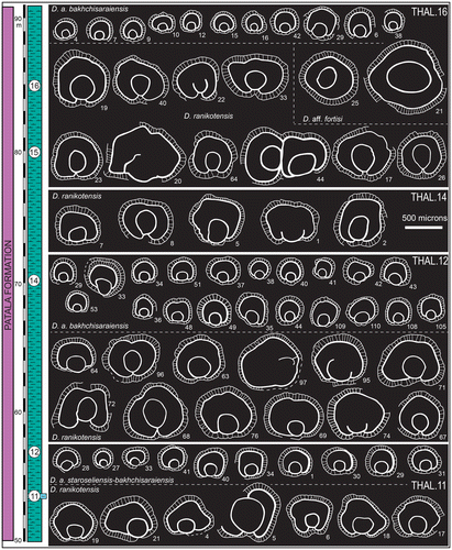 Figure 11. Embryon features and variation in D. archiaci bakhchisaraiensis, D. archiaci ex. interc. staroseliensis-bakhchisaraiensis, and D. ranikotensis from the samples THAL.11, 12, 14, 16. The specimen THAL.16–44 shows twin development of megalospheric embryon. The labels denote specimen numbers in the sample.