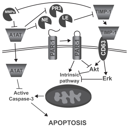 Figure 2 Mechanisms by which leucocyte elastase (LE), neutrophil elastase (NE), and proteinase 3 (PR3) may induce alveolar epithelial and endothelial cell apoptosis. α-1 antitrypsin (A1AT), proteinase activated receptor 1 (PAR-1), matrix metalloproteinase (MMP), tissue inhibitor of matrix metalloproteinase (TIMP), extracellular-signal regulated kinase (ERK).