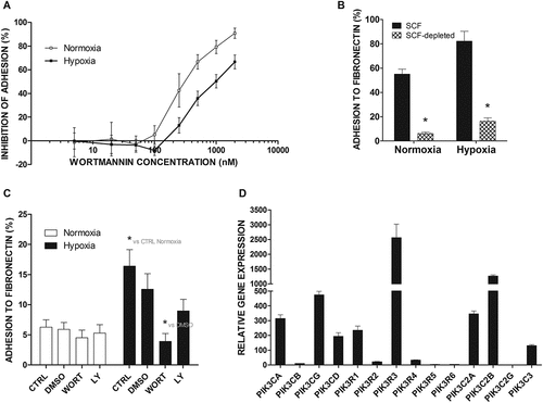 Figure 4. Adhesion of LAD2 and SCF-depleted LAD2 mast cells to FN after blocking the PI3 K signaling pathway and expression of the PI3 K family at the gene level. (a) Percentage of adhesion inhibition after 30 minutes of preincubation with various concentrations (5 nM, 20 nM, 50 nM, 100 nM, 250 nM, 500 nM, 1000 nM, and 2000 nM) of wortmannin in 21% (Normoxia) and 1% (Hypoxia) oxygen relative to the carrier (0.25% DMSO). The scale is presented as log10. Mean ± SEM. 21% O2: IC50 = 303 nM, (95% CI [141, 628]); 1% O2: IC50 = 919 nM, (95% CI [340, 1000]). (b) LAD2 mast cells were deprived of SCF for 72 hours. Then, adhesion was estimated after 30 minutes of preincubation with wortmannin or LY-294,002 in 21% (Normoxia) and 1% (Hypoxia) oxygen. CTRL, control (untreated cells); DMSO, cells preincubated with 0.05% DMSO; WORT, cells preincubated with 250 nM wortmannin; LY, cells preincubated with 5 μM LY-294,002; Mean ± SEM. * p < 0.05, repeated measures ANOVA followed by Dunnett’s test. (c) LAD2 mast cells were cultured in fully supplemented medium or deprived of SCF for 72 hours. Percentage of adhesion was estimated after 1 hour incubation in 21% (Normoxia) or 1% (Hypoxia) oxygen. Mean ± SEM. * p < 0.05 repeated measures ANOVA followed by Tukey’s test. (d) The mRNA expression of different PI3 K family genes was measured after 72 hours incubation in 21% oxygen. Mean ± SEM