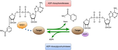 Figure 1 The process of mono-ADP-ribosylation (MARylation). ADP-ribosylation is reversible; it is catalyzed by ADP-ribosyltransferases (ARTs) and removed by ADP-ribosylglycohydrolases.