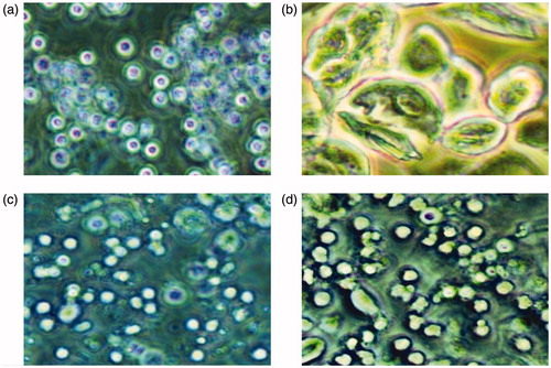Figure 2. The vaginal smears of rats with different stages of oestrous cycle in the control group. (a) The representative rat's vaginal smears from the control group in proestrous (200×). Oval nucleated epithelial cells, occasionally with a small number of keratinocytes, were detected. (b) The representative rat?s vaginal smears from the control group in estrous (200×). Epithelial keratinocytes with irregular shapes were detected; among which there was a small number of nuclear epithelial cells. (c) The representative rat?s vaginal smears from the control group in metestrous (200×). Irregular epithelial keratinocytes, nucleated epithelial cells, and leukocytes were detected. (d) The representative rat?s vaginal smears from the control group in diestrous (200×). A large number of leukocytes and a small number of nuclear epithelial cells were detected.