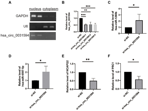 Figure 7 Knocking down hsa_circ_0031594 affected the expression of hsa-miR-1260b, hsa-miR-6507-5p, NCAPG2, and PRC1. (A) The subcellular localization of hsa_circ_0031594 in human nasal epithelial cells HNEpC. (B) SiRNAs obviously knocked down hsa_circ_0031594 expression. **P < 0.01, ***P < 0.001. (C and D) Knocking down hsa_circ_0031594 obviously increased the hsa-miR-1260b and hsa-miR-6507-5p expression. *P < 0.05. (E and F) Knocking down hsa_circ_0031594 obviously reduced the NCAPG2 and PRC1 expression. *P < 0.05, **P < 0.01.